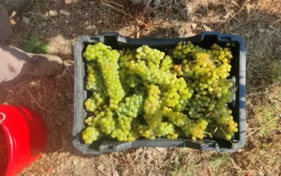 Orangewein – Tradition, Handwerk und die Rückkehr zur ursprünglichen Weinherstellung