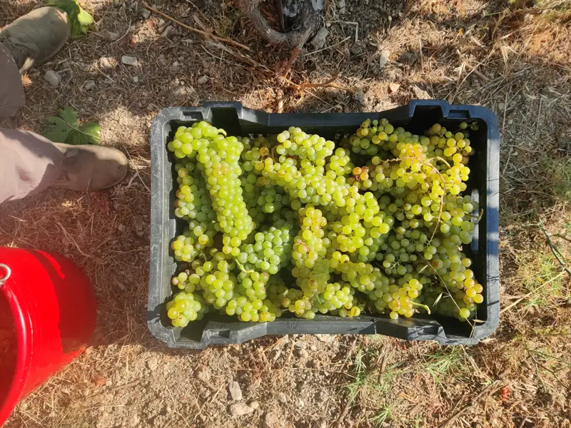 Trauben Orange Weine