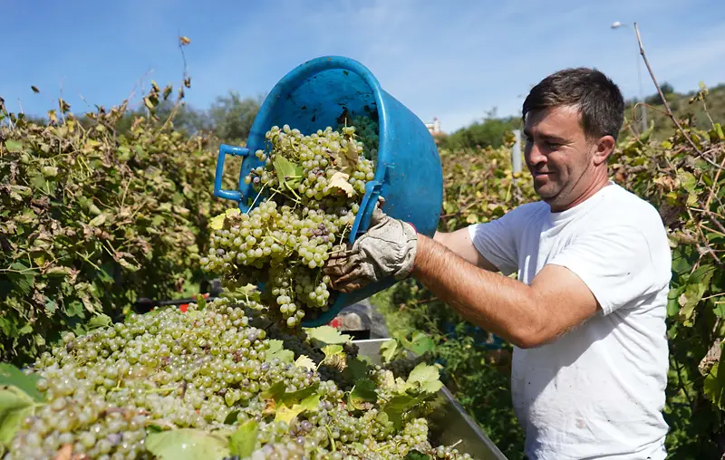 Terrae Laboriae – Naturwein aus Kampanien