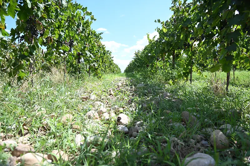 Terrae Laboriae – Naturwein aus Kampanien