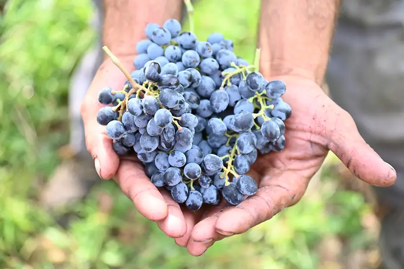 Terrae Laboriae – Naturwein aus Kampanien